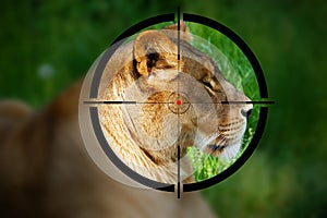 Lioness in the Rifle Sight
