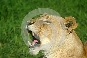 Lioness roaring