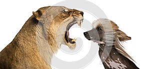 Lioness roaring at a Chinese Crested Dog's face