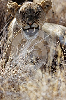 Lioness roaring in the grass looking sharp at the camera in Lewa Conservancy, Keny