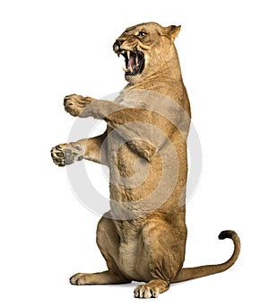 Lioness roaring, sitting on hind legs, Panthera leo