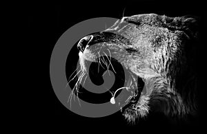 Lioness roars in black and white