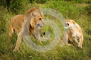 Lioness roars at male lion after mating