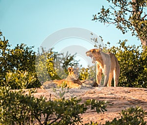 Lioness roars. Sunset in South Africa`s wilderness with lion cub. Kruger