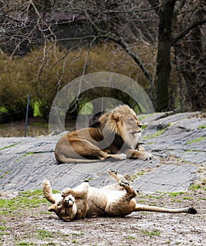 Lioness rolling for lion