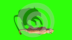 Lioness Runcycle Top Green Screen Animals 3D Rendering Animation