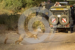 A Lioness runs fast past a tourist vehicle in Samburu Kenya