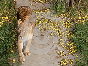 Lioness s in Safari-Park Taigan near Belogorsk town, Crimea