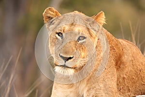 Lioness in Sabi Sands