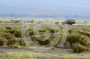 Lioness and safari vehicle on background