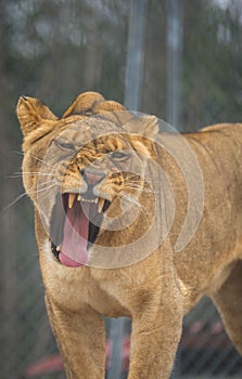 Lioness at the Santuary 2