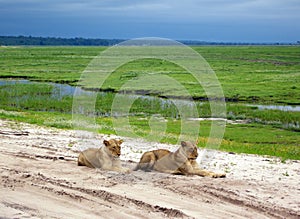 Lioness in savanna, Botswana