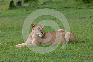 Lioness on the savannah of the Maasai Mara