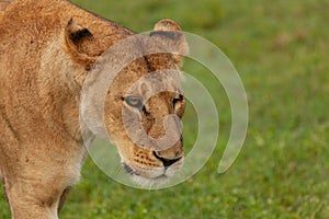 Lioness on the savannah of the Maasai Mara