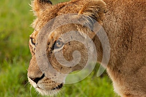 Lioness on the savannah of the Maasai Mara