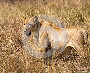 Lioness in the savannah of Mikumi