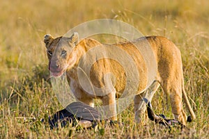 Lioness in the savannah. National Park. Kenya. Tanzania. Masai Mara. Serengeti.