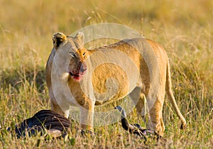 Lioness in the savannah. National Park. Kenya. Tanzania. Masai Mara. Serengeti.