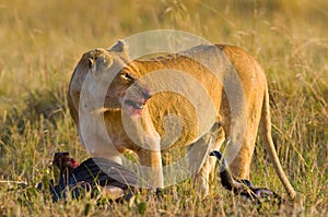 Lioness in the savannah. National Park. Kenya. Tanzania. Masai Mara. Serengeti.