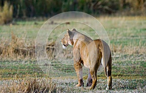 Lioness in the savannah. National Park. Kenya. Tanzania. Masai Mara. Serengeti.