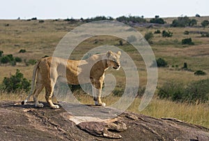 Lioness in the savannah. National Park. Kenya. Tanzania. Masai Mara. Serengeti.