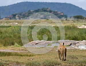 Lioness in the savannah. National Park. Kenya. Tanzania. Masai Mara. Serengeti.