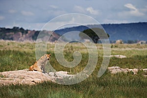 Lioness in the savannah. National Park. Kenya. Tanzania. Masai Mara. Serengeti.