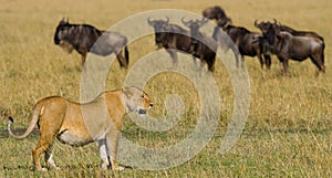 Lioness in the savannah. National Park. Kenya. Tanzania. Masai Mara. Serengeti.