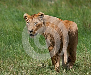 Lioness in the savannah. National Park. Kenya. Tanzania. Masai Mara. Serengeti.