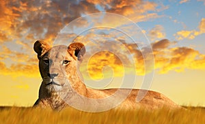 Lioness on the savannah at sunset.