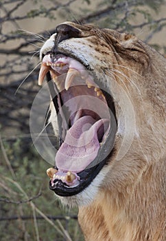 Lioness in Savuti in Botswana