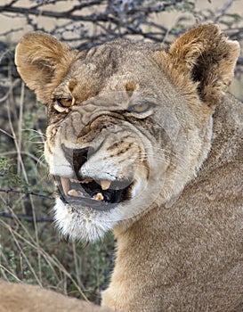 Lioness in Savuti in Botswana