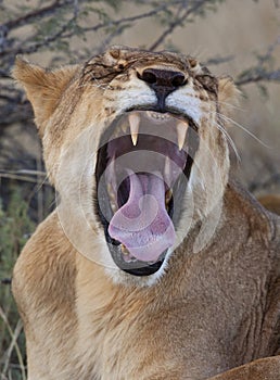 Lioness in Savuti in Botswana