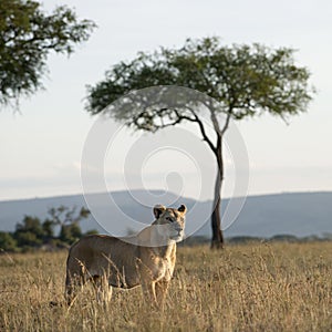 Lioness at the Serengeti National Park