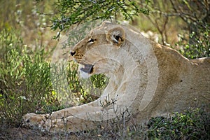 Lioness in the Shade