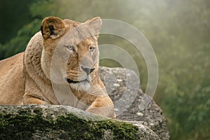 Lioness lying on a rock