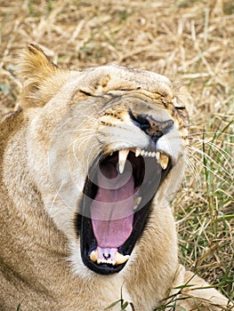 Lioness show her teeth