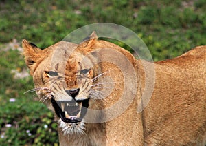 Lioness showing her teeth