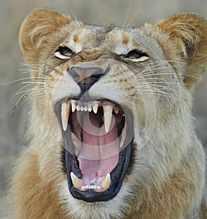 Lioness showing teeth