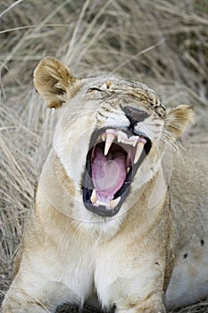 Lioness showing teeth