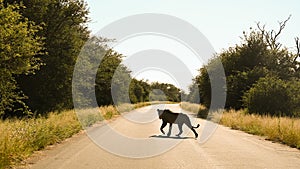 Lioness silhouette crossing the road in Kruger park