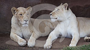Lioness Sisters in Toronto ZOO