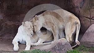 Lioness Sisters in Toronto Zoo