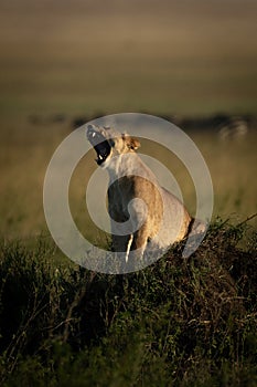 Lioness sits on grassy mound yawning widely