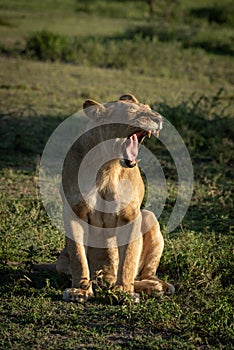 Lioness sits on grassy plain yawning widely