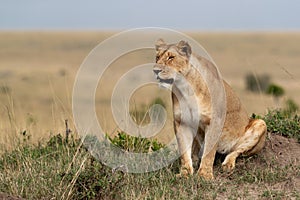 A lioness sitting on the top of a mound, Masai Mara, Kenya