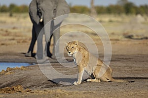 Lioness sitting by a waterhole side view with elephant in the background in Botswana