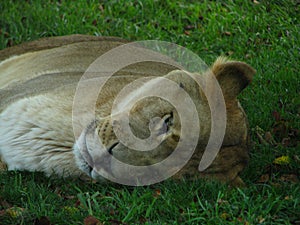 Lioness sleeping on the grass, peacefully during the safari tour.