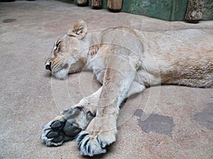 a lioness is sleeping on the ground