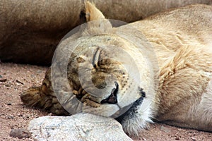 Lioness sleeping with a smile